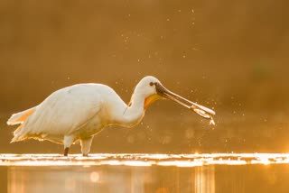 Patna Bird Sanctuary in Etah, recently added to India’s Ramsar sites list
