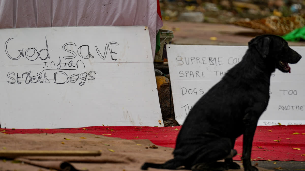 A dog sits near a placard with 'God Save Indian Street Dogs' written on it, at Jantar Mantar, in New Delhi, Thursday, Aug. 21, 2025.
