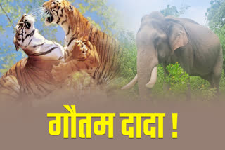 Gautam Elephant Bandhavgarh
