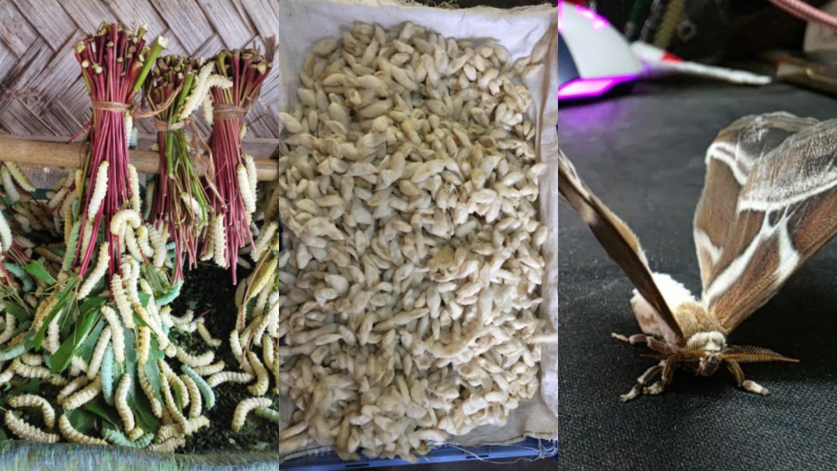 Eri The Poor Man Silk Is Emerging As A Potent Sector For Strengthening Livelihood In Telangana
