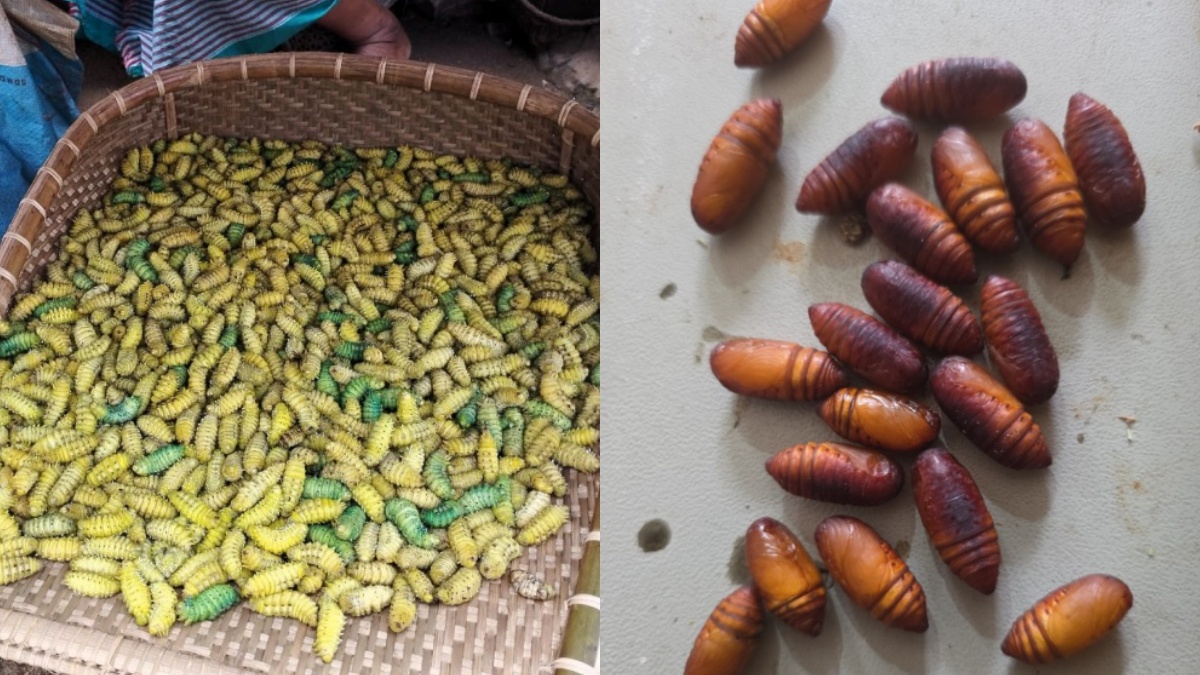 Eri The Poor Man Silk Is Emerging As A Potent Sector For Strengthening Livelihood In Telangana