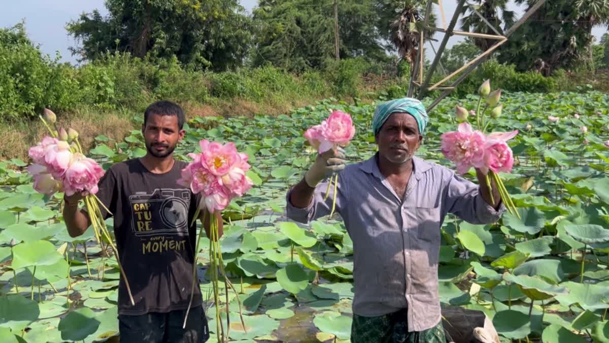 Farmer Reaping Profits by Cultivating Lotuses an Alternative to Paddy