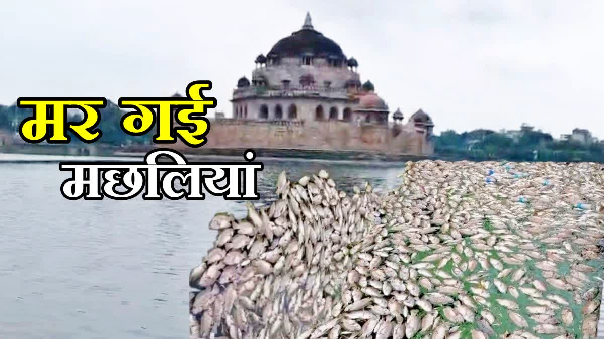 Fish died in pond in Rohtas