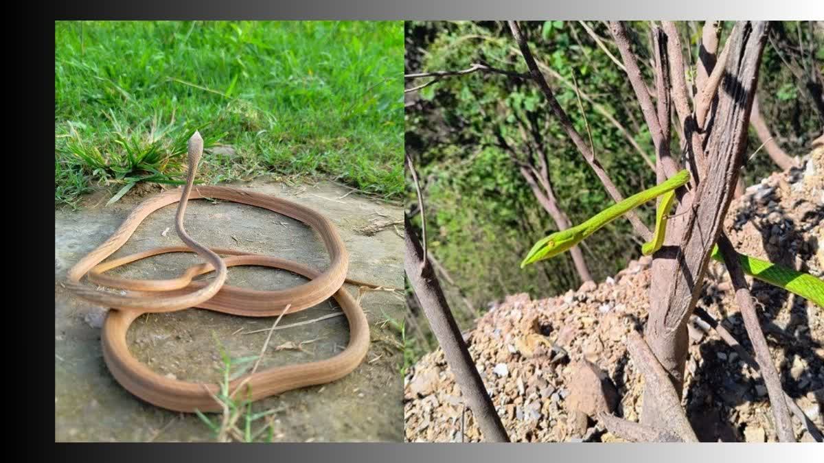 Rare snake of Bihar