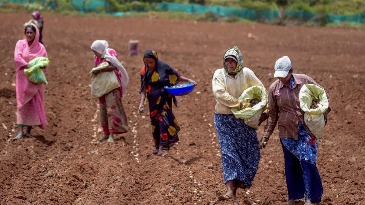 Farmers sowing potato in Chikmagalur, Karnataka. India's GDP growth in Q1 of FY2026-27 is expected to rise over the year ago period despite agriculture being impacted by heatwave and delayed monsoon.