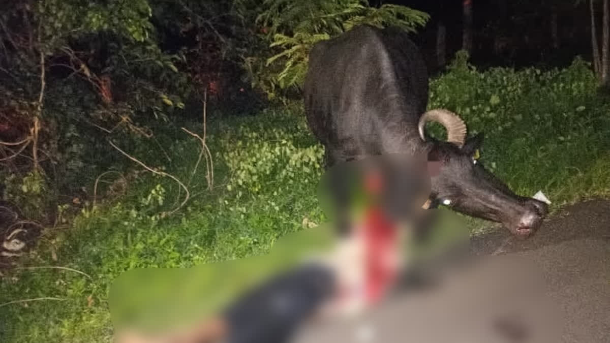 Youth Gored To Death By Buffalo In Medak District