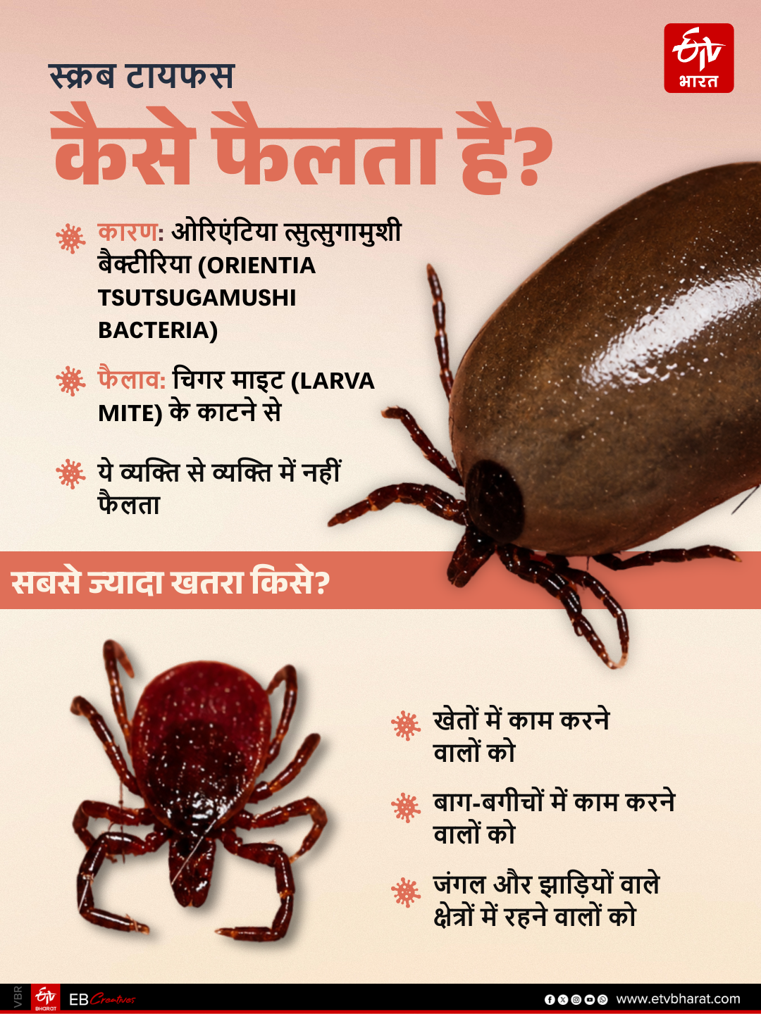 कैसे फैलता है स्क्रब टायफस?