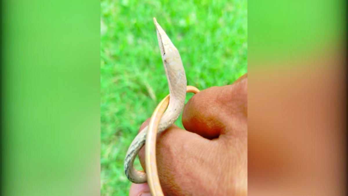 Rare snake of Bihar