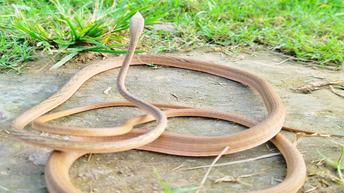 Rare snake of Bihar