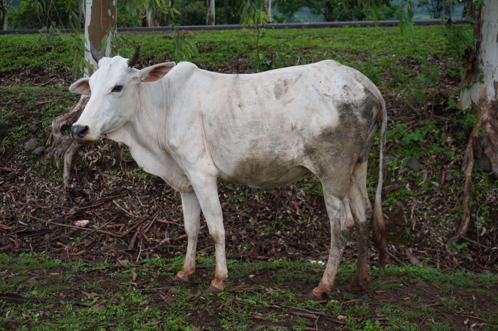 MADHYA PRADESH FOUR CATTLE BREEDS