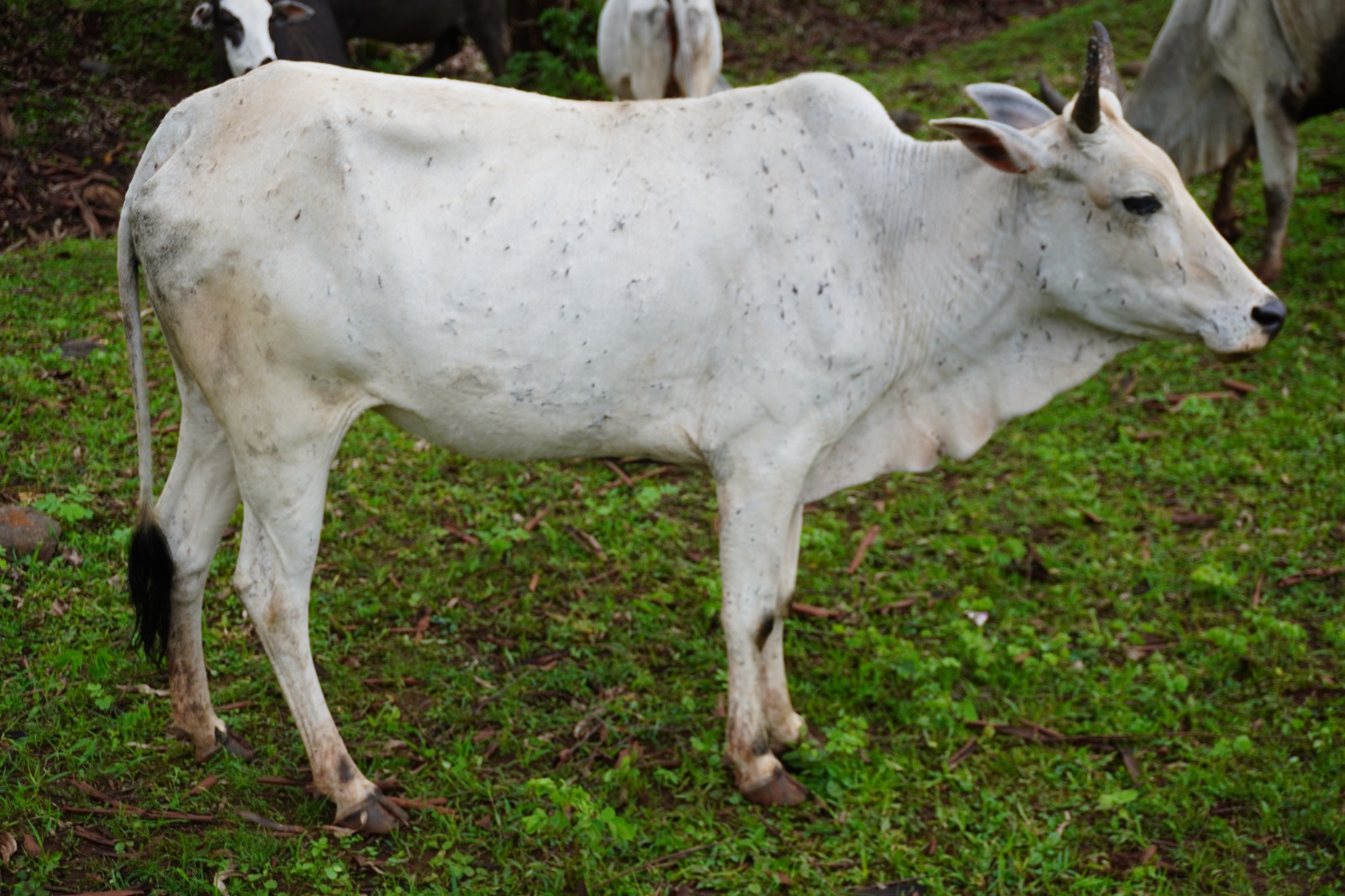 INDIA 57TH REGISTERED CATTLE