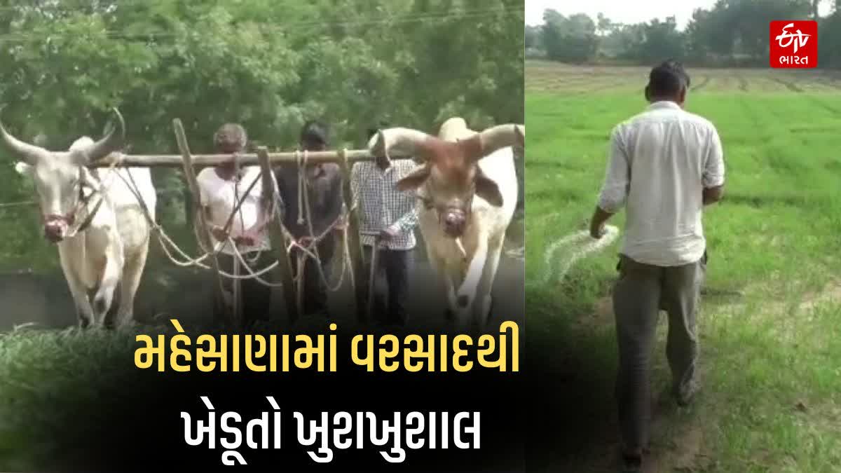 મહેસાણામાં સારા વરસાદથી ખેડૂતોના પાકને જીવનદાન મળ્યું છે