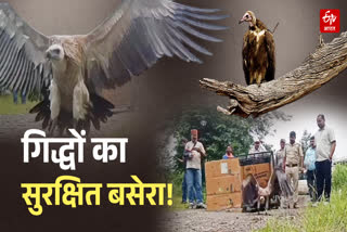 VULTURE SAFE ZONE
