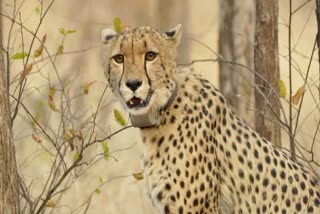 Namibian cheetah Gaurav dies in Kuno