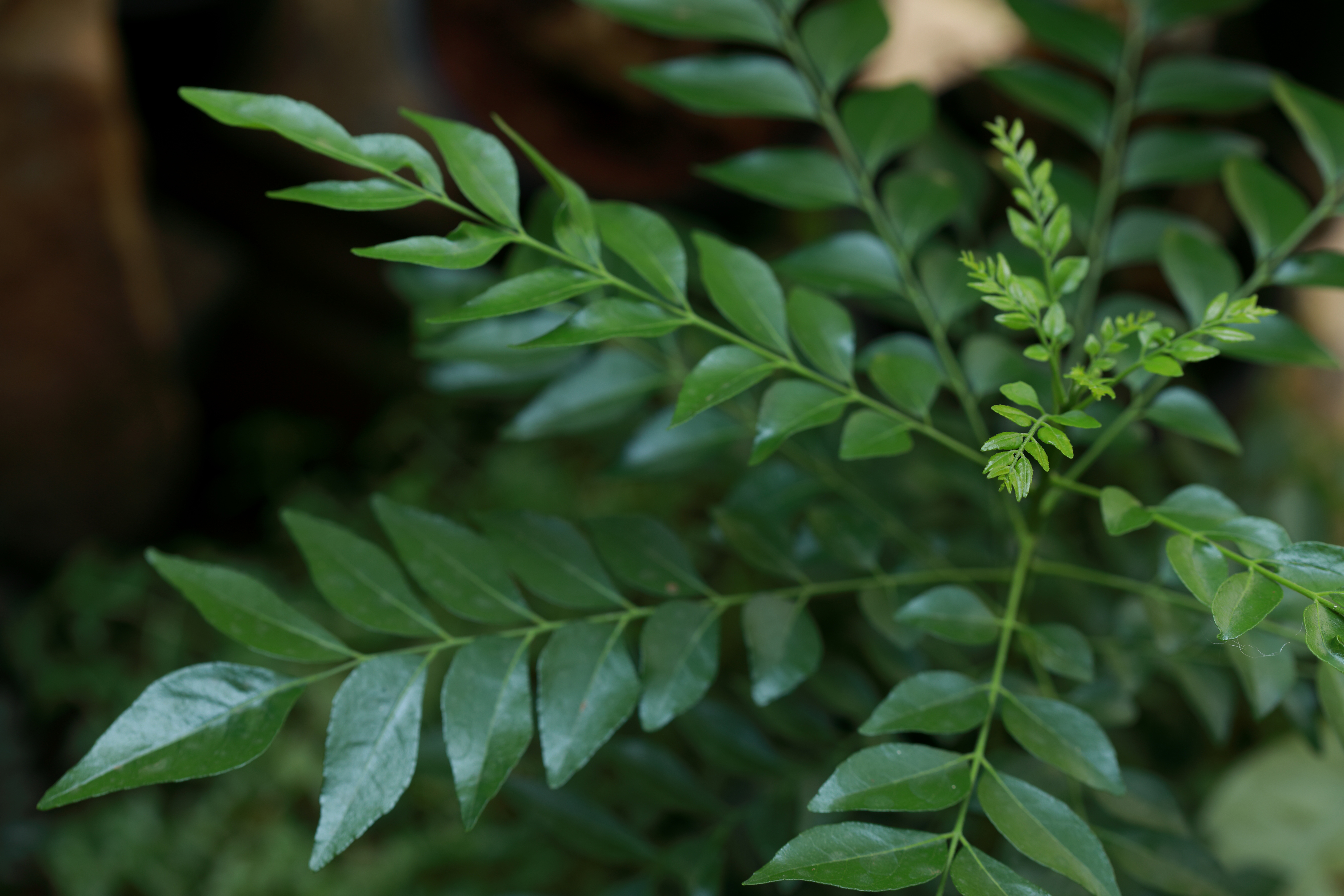 Curry leaves