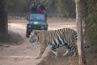 SIDHI TIGER IN FRONT OF JEEP