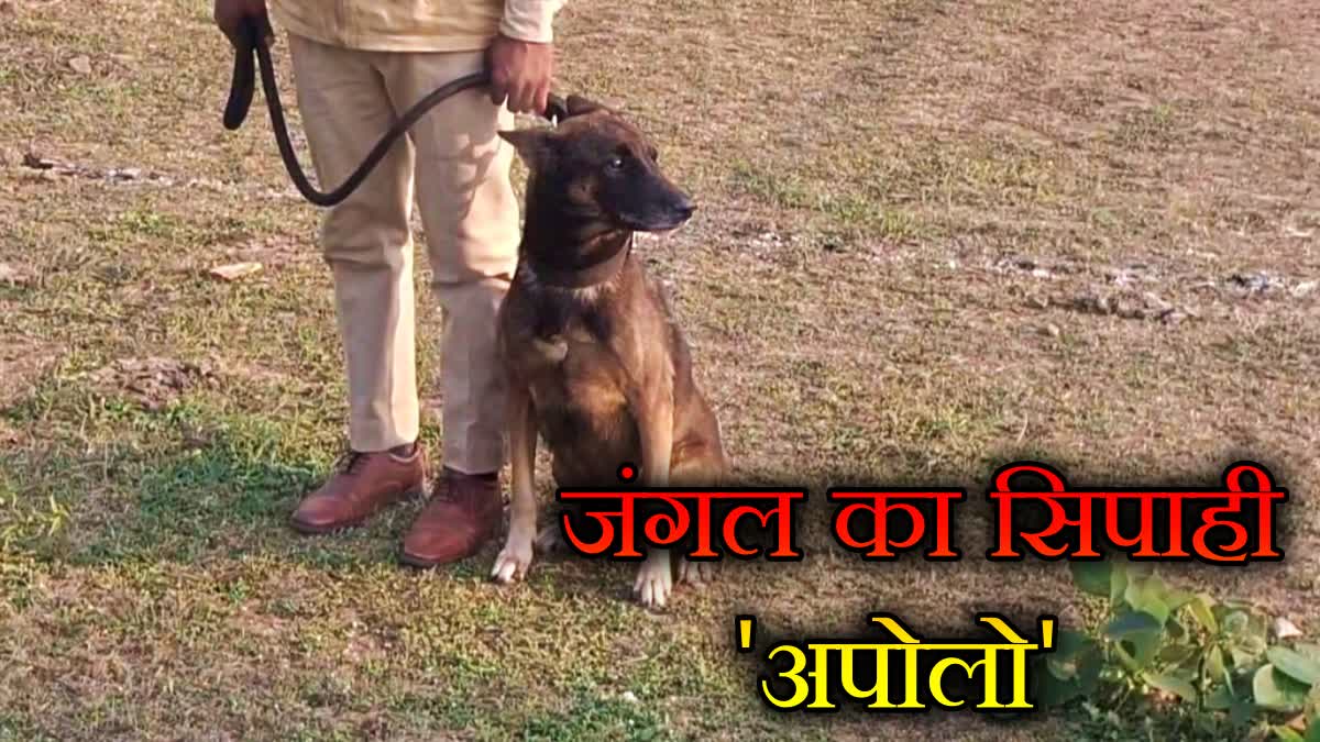 apollo dog sanjay tiger reserve