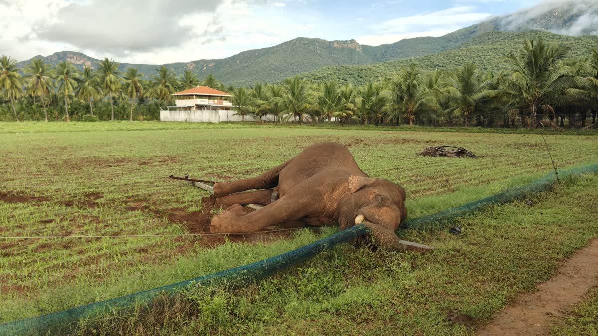 15 ஆண்டுகளில் 232 யானைகள் உயிரிழப்பு! வனத்துறை அதிகாரிகள் கூறுவது என்ன?