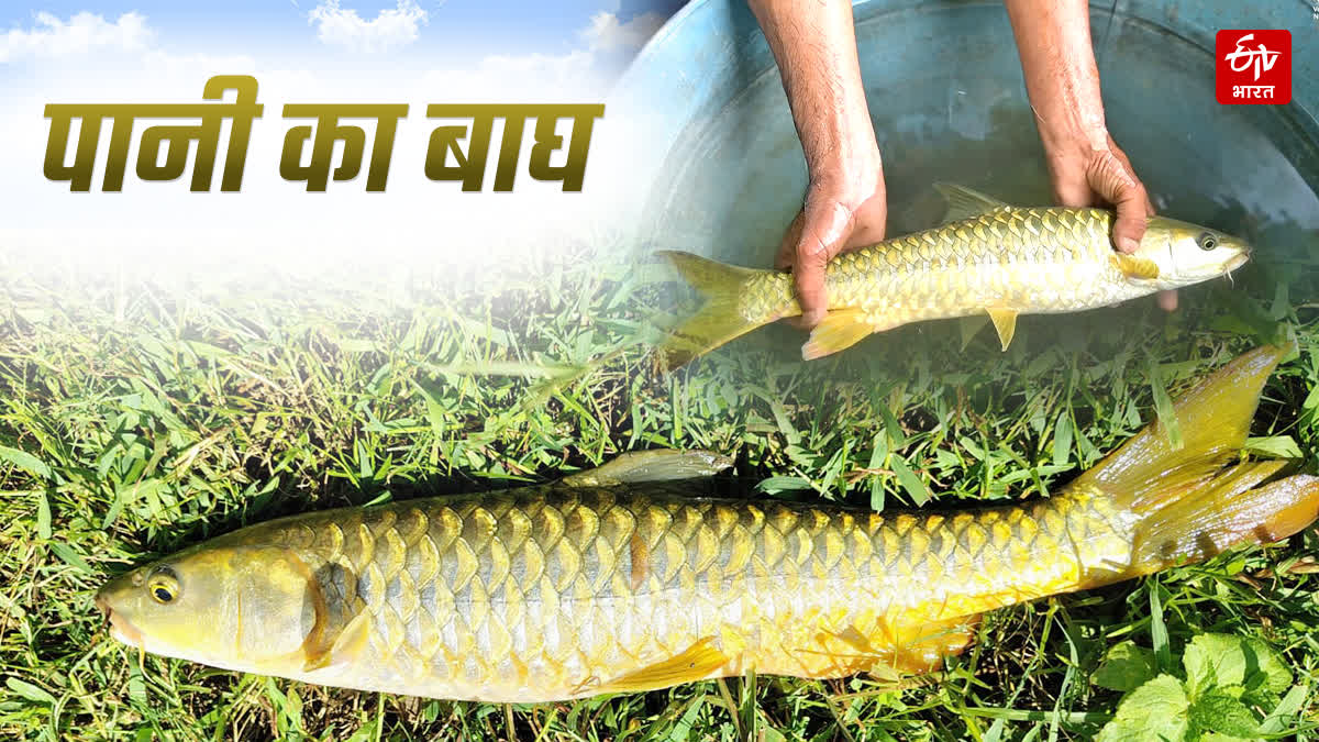 इस मछली को कहते हैं रिवर ऑफ टाइगर, ब्यूटी के लिए फेमस है मध्य प्रदेश की ...