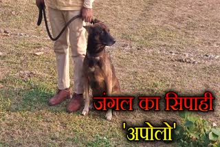 apollo dog sanjay tiger reserve