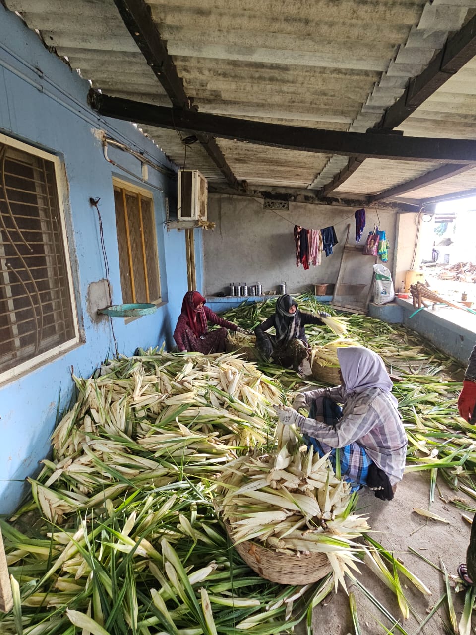Inside Odisha’s Fragrant Empire: How Ganjam’s Kewda Industry Survives Cyclones, Salinity & Market Pressures