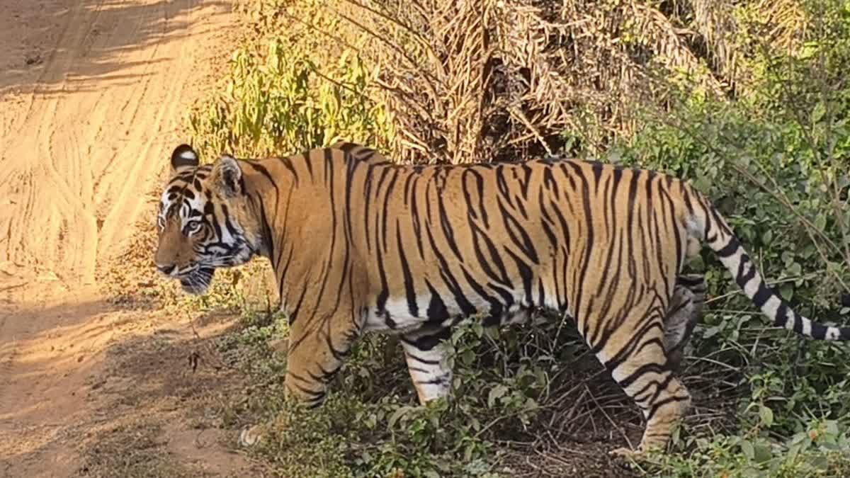 सरिस्का में मौजूद बाघ