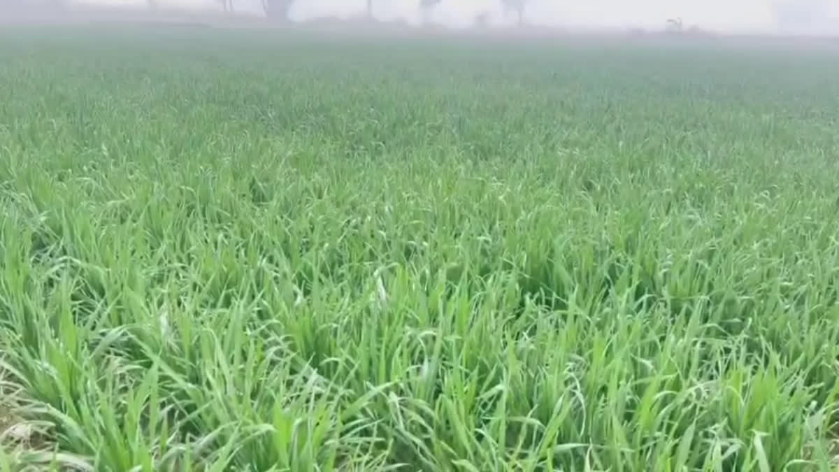 Haryana indigenous wheat