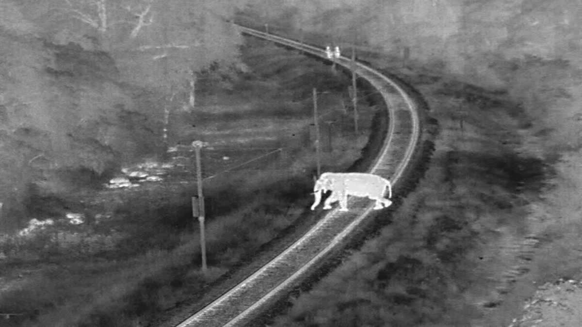 A day after seven elephants were killed and one calf sustained injured after a herd collided with the Sairang-New Delhi Rajdhani Express in Assam's Hojai, Supriya Sahu, Additional Chief Secretary of Tamil Nadu Environment, Climate Change and Forests Department, stated that the Tamil Nadu Forest Department has saved the lives of 6,000 elephants in the last two years with the help of AI technology.