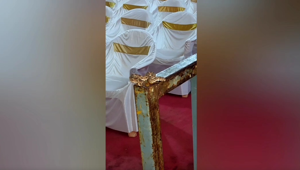 முதலமைச்சர் ஸ்டாலின் மேடையில் இருந்த கட்டுவிரியன் பாம்பு