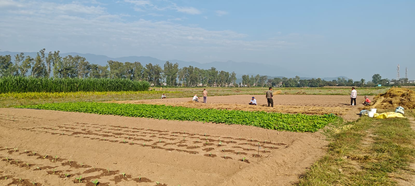 Tips for farming during dry spell