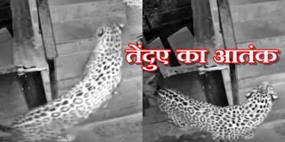 LEOPARD IN SANJAULI