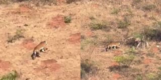 a-huge-tiger-was-spotted-in-attigundi-area