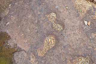 Old Petroglyphs Discovered in Bedadukka Temple Pond