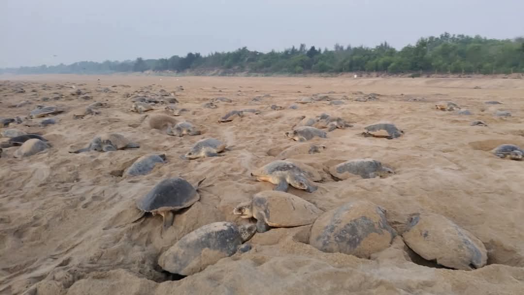 Guests Are Back! Olive Ridley Turtles Return For Mass Nesting At ...