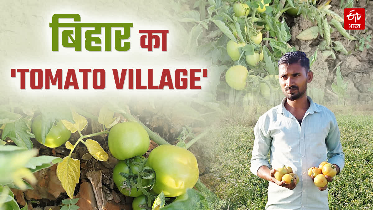 TOMATO VILLAGE OF GAYA