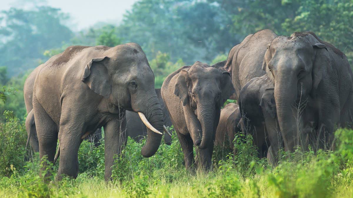 SIDHI 25 VILLAGES POWER CUT OFF