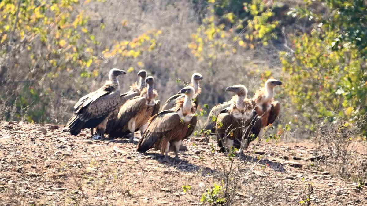 PANNA TIGER RESERVE VULTURE CENSUS