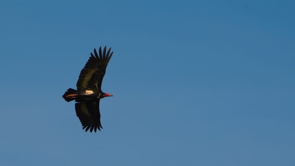BANDHAVGARH VULTURE CENSUS