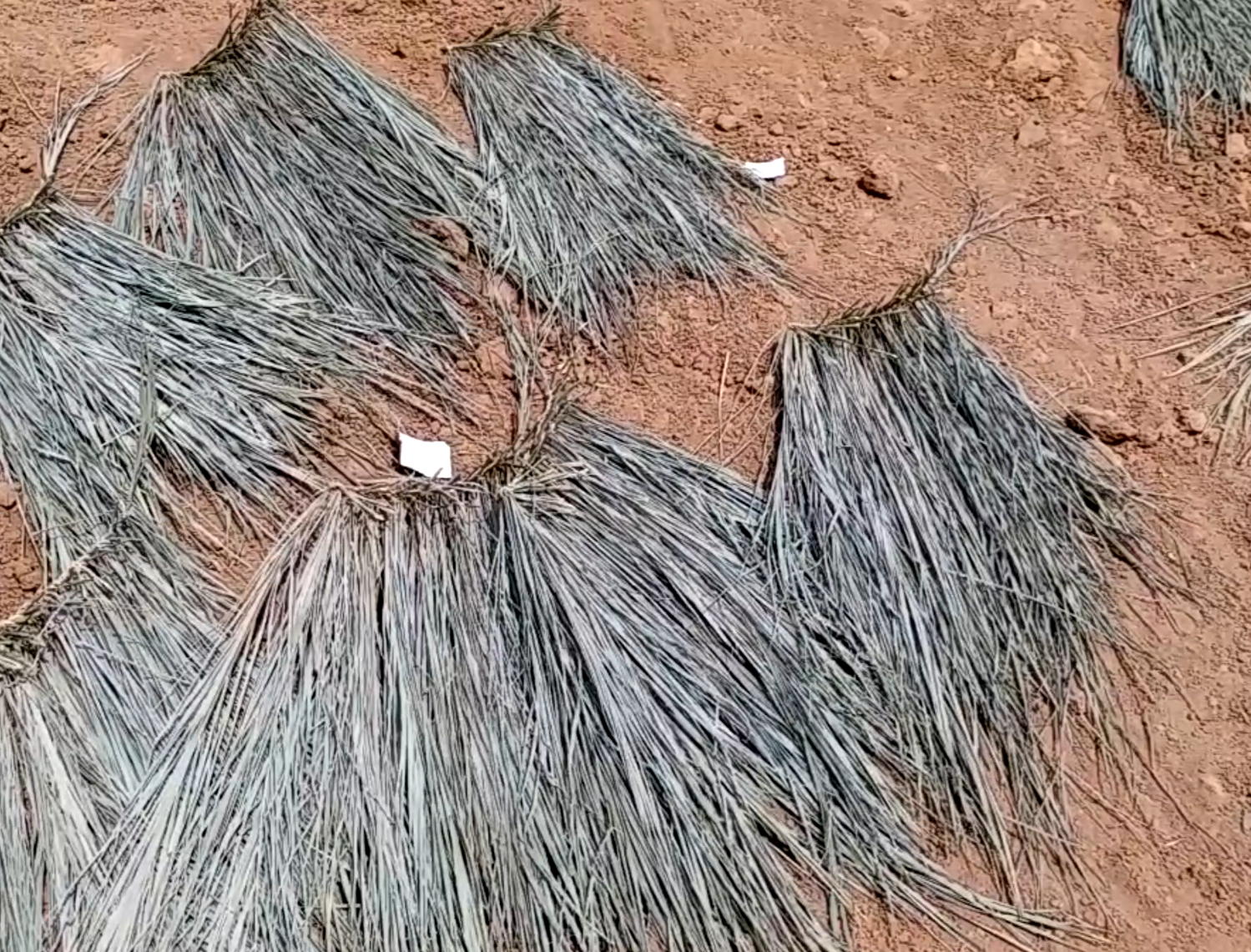 CHHIND FRUIT NUTRIENTS