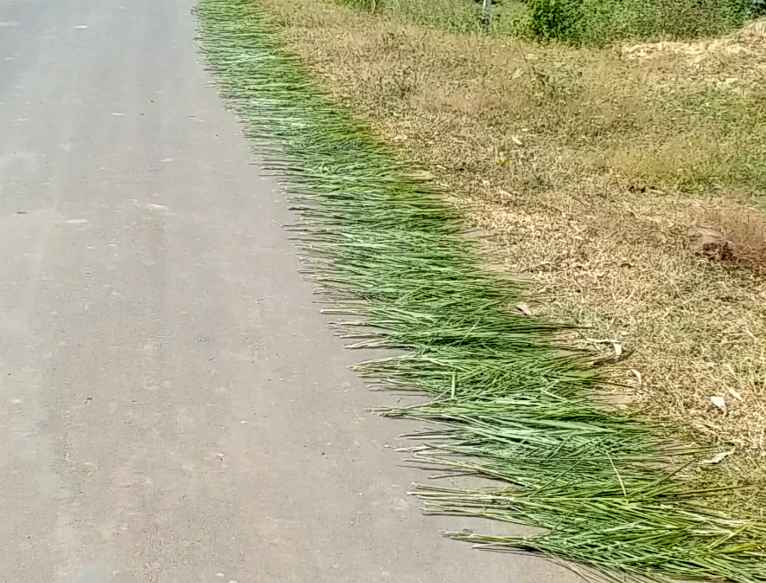 CHHIND FRUIT INCREASES BLOOD