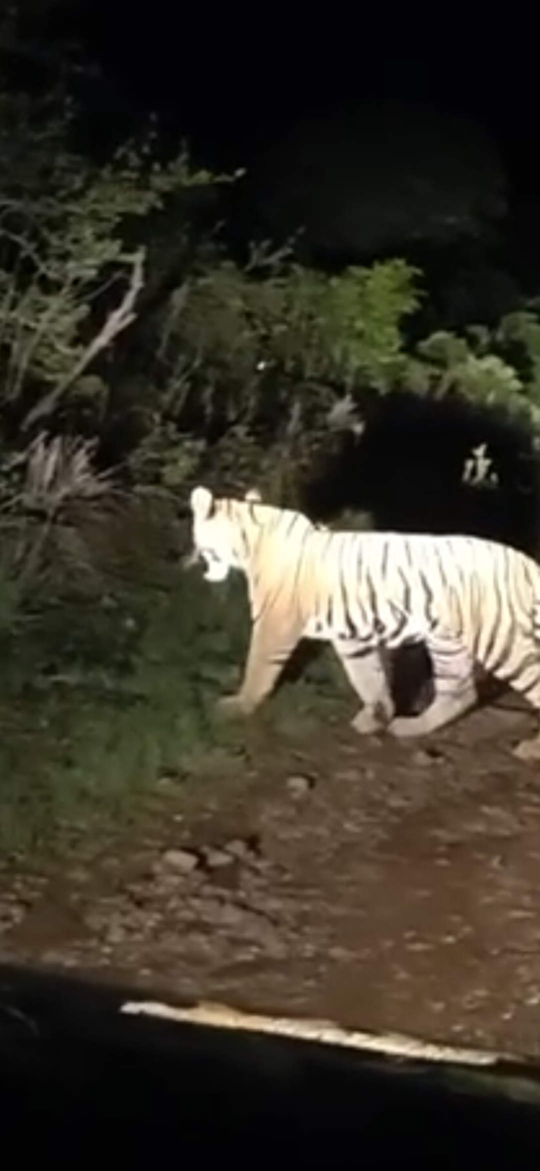 मेळघाट व्याघ्र प्रकल्प