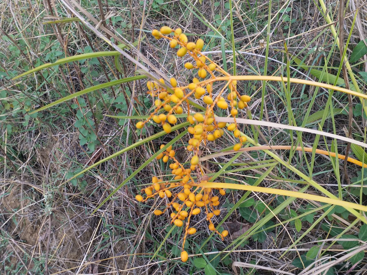 CHHIND FRUIT INCREASES BLOOD