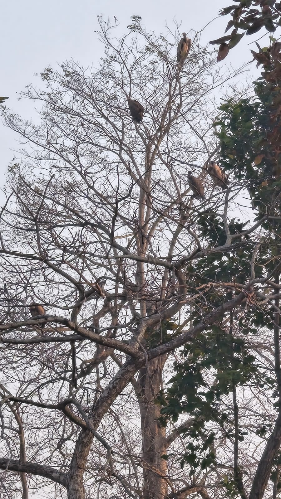 Umaria Bandhavgarh Tiger Reserve