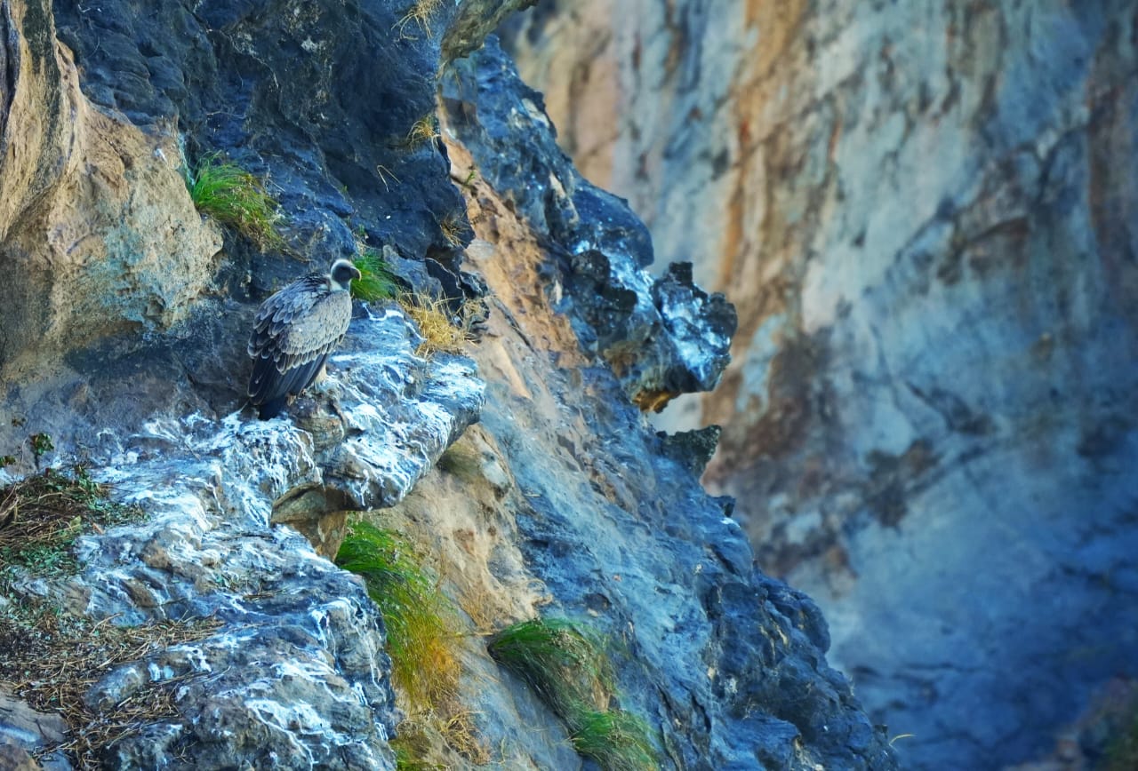 VULTURE STATE MADHYA PRADESH