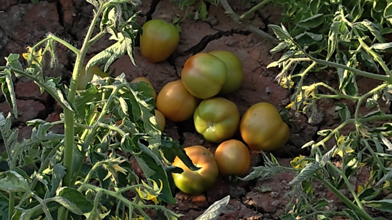 TOMATO VILLAGE OF GAYA