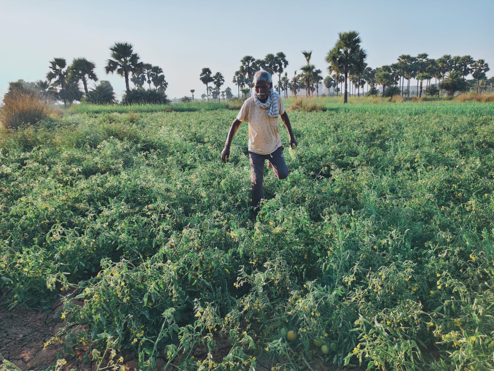 TOMATO VILLAGE OF GAYA