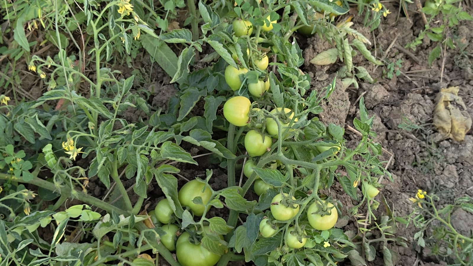 TOMATO VILLAGE OF GAYA