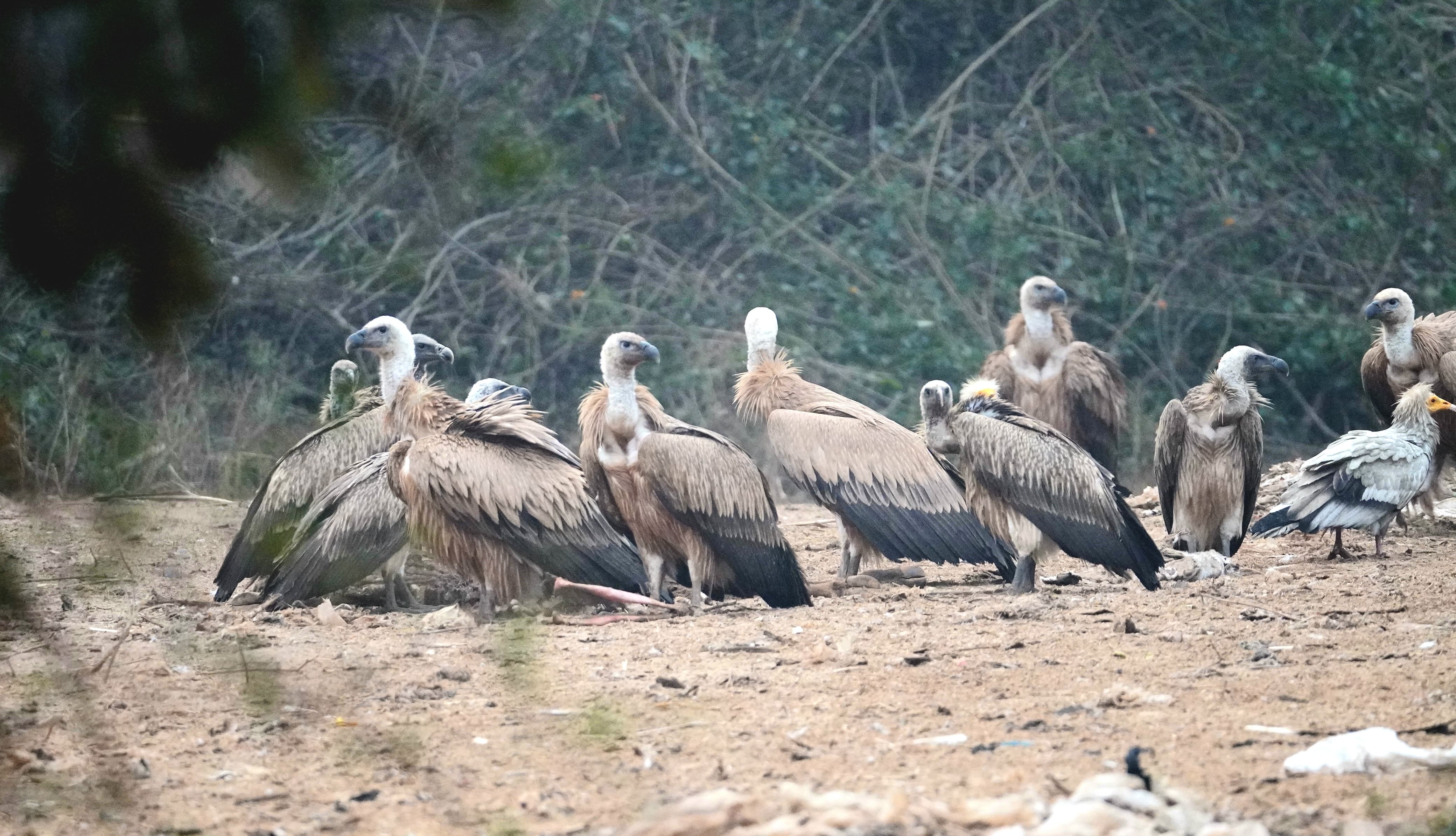 PANNA 1127 VULTURES RECORDED