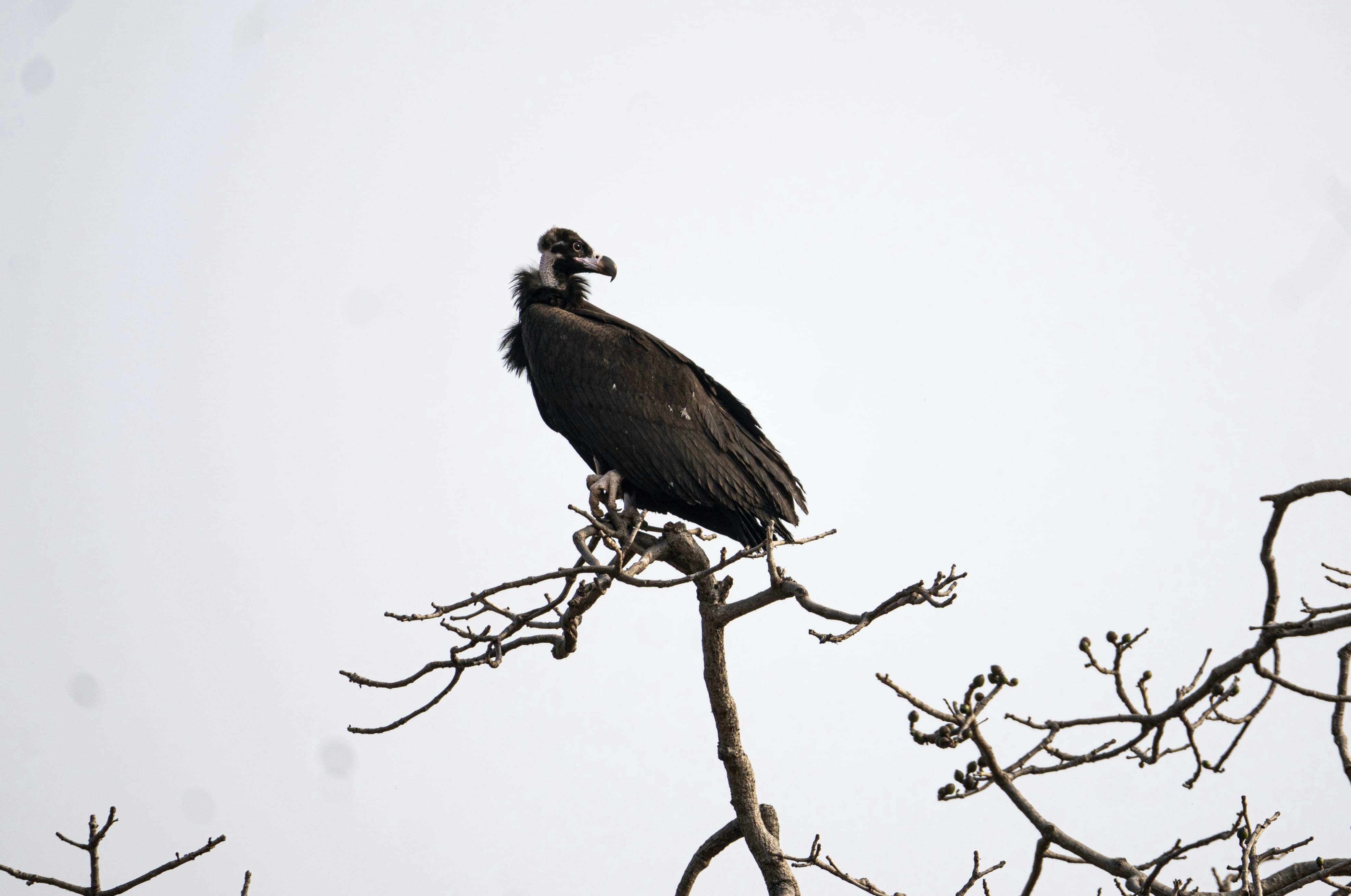 VULTURE STATE MADHYA PRADESH