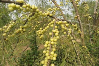PANNA GOOSEBERRY WILL GET GI TAG